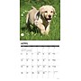 2026 Willow Creek Yellow Lab Puppies 12" x 12" Monthly Wall Calendar (53348)~#|#~4C1A89E7-94FA-4196-A234429555A670E8_sc7