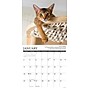 2026 Willow Creek Why Cats Do That 12" x 12" Monthly Wall Calendar (53256)~#|#~4C293E84-1C40-4920-ABF31BB80619F6C0_sc7