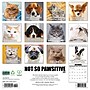 2026 Willow Creek Not So Pawsitive 12" x 12" Monthly Wall Calendar (56011)~#|#~4C496BF3-7B0D-4C71-80FDB52AF01A8D71_sc7