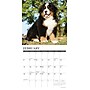 2026 Willow Creek Bernese Mountain Puppies 12" x 12" Monthly Wall Calendar (50194)~#|#~4CBA30B0-7C02-4921-BDB57F5B31B7A27A_sc7
