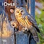 2027 BrownTrout Owls 7" x 7" Monthly Wall Calendar (9798330709847)~#|#~4CE5045E-8590-420B-9DEF6F30ACFE028D_sc7