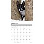 2026 Willow Creek Boston Terriers 12" x 12" Monthly Wall Calendar (55342)~#|#~4CE79F8E-5109-4381-BEDF03E4C7AEBC9F_sc7