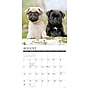 2026 Willow Creek Pug Puppies 12" x 12" Monthly Wall Calendar (52495)~#|#~4E0C7BD7-6915-49F8-83458F7921F51356_sc7