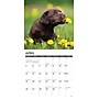 2026 Willow Creek Chocolate Lab Puppies 12" x 12" Monthly Wall Calendar (55359)~#|#~4E32DF94-F24B-4551-B536A8272F68F50D_sc7