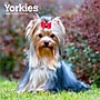 2026 BrownTrout Yorkshire Terriers 12" x 12" Monthly Wall Calendar (9798330706464)~#|#~4E62FEB6-E6BA-41CA-BB5E009F5A15A297_sc7
