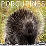 2026 Willow Creek Porcupines 12" x 12" Monthly Wall Calendar (56066)~#|#~4E6D40D0-3AF9-46A2-A8D4FAA2330A7DE7_sc7