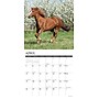 2026 Willow Creek American Quarter Horses 12" x 12" Monthly Wall Calendar (49853)~#|#~4EFE645E-F91C-460E-8ACC4E29A6CE6A07_sc7