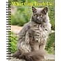 2026 Willow Creek What Cats Teach Us 6.5" x 8.5" Daily & Monthly Personal Organizer (54666)~#|#~4F370409-D048-4420-B6B41BE868D604FA_sc7