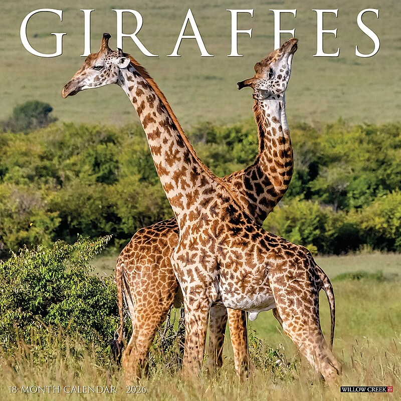 2026 Willow Creek Giraffes 12" x 12" Monthly Wall Calendar (51276) image 1