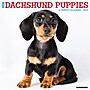 2026 Willow Creek Dachshund Puppies 12" x 12" Monthly Wall Calendar (50927)~#|#~4FB56925-25F7-4CA6-B21AE07064CBACD9_sc7