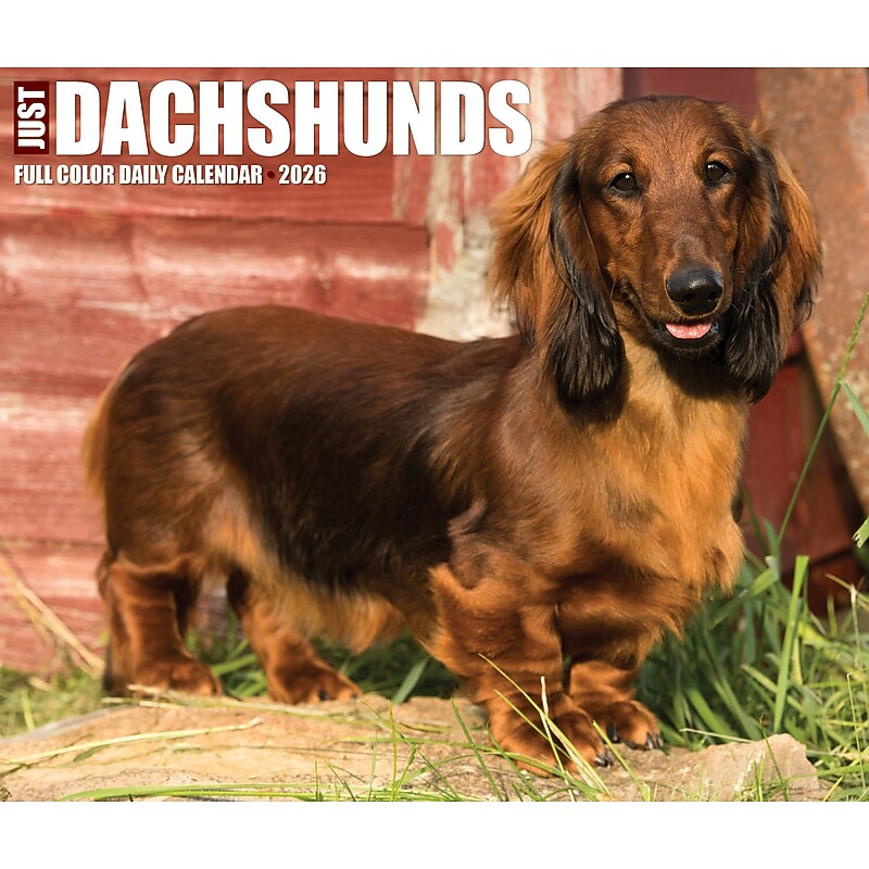 2026 Willow Creek Dachshunds 6.2" x 5.4" Day-to-Day Calendar (54093) image 1