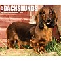 2026 Willow Creek Dachshunds 6.2" x 5.4" Day-to-Day Calendar (54093)~#|#~4FEB3117-98E6-44FD-A9248A3DDB4A8D86_sc7