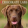 2027 Willow Creek Chocolate Labs  12" x 12" Monthly Wall Calendar (59692)~#|#~50467DD1-95A8-4507-92F6254E36E03491_sc7