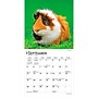 2027 BrownTrout Guinea Pigs 7" x 7" Monthly Wall Calendar, Assorted Colors (9798330709793)~#|#~505E582E-7AE0-4377-A80C52C5B08DB55D_sc7