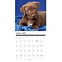 2027 Willow Creek American Pit Bull Terrier Puppies 12" x 12" Monthly Wall Calendar, Assorted Colors (58749)~#|#~50814C82-9877-4732-8BA1A445A15F4833_sc7