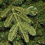 National Tree Company Norwegian Spruce Artificial Christmas Tree (PENG4-500-75)~#|#~50CD762D-4A7F-498B-8E0F46475968C671_sc7