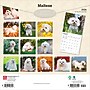 2026 BrownTrout Maltese 12" x 12" Monthly Wall Calendar (9798330707591)~#|#~50F09817-BC02-4DD9-B6C86A644AB4FA07_sc7
