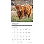 2027 Willow Creek Highland Cows 7" x 7" Monthly Wall Calendar, Assorted Colors (65563)~#|#~5106194B-691F-40A4-8241E589F17304A8_sc7