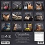 2026 Willow Creek Catspirations 12" x 12" Monthly Wall Calendar (50637)~#|#~516FBE0C-86AC-456B-81468F146CC5CAA1_sc7