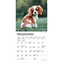 2027 BrownTrout Cavalier King Charles Spaniel Puppies 7" x 7" Monthly Wall Calendar, Assorted Colors (9798330709953)~#|#~51EBB1BE-A80D-4862-92E12759F7FF86B4_sc7