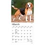 2027 BrownTrout Beagles 7" x 7" Monthly Wall Calendar, Assorted Colors (9798330709885)~#|#~5284BF7A-3D00-48FE-A9F2355D692E30A7_sc7