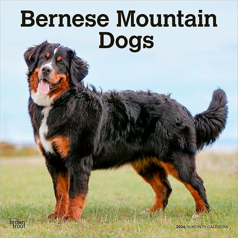 2026 BrownTrout Bernese Mountain Dogs 12" x 12" Monthly Wall Calendar (9798330702398) image 1
