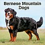 2026 BrownTrout Bernese Mountain Dogs 12" x 12" Monthly Wall Calendar (9798330702398)~#|#~52A11D72-4ECE-47A4-B0FBB75774B8AE2B_sc7