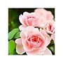 Herbal Essences Smooth Rose Hips Shampoo, 3.38 fl. oz. (19067900706)~#|#~52B1A1AA-2E6D-4248-A32CE321DBFA8998_sc7