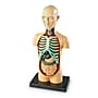 Learning Resources Human Body Anatomy Model (LER3336)~#|#~5354CCE4-AA66-4A52-9A6AFCEA2057CF1F_sc7