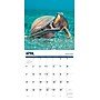 2027 Willow Creek Octopus 12" x 12" Monthly Wall Calendar (61596)~#|#~5393F92A-B4FE-48F9-9847F6AEBEEBBB33_sc7
