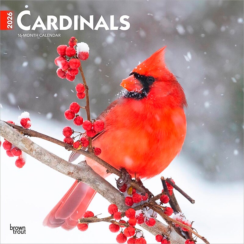 2026 BrownTrout Cardinals 12" x 12" Monthly Wall Calendar (9798330702749) image 1