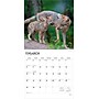 2026 BrownTrout Wolves 12" x 12" Monthly Wall Calendar (9798330706402)~#|#~53F082E4-CA80-4A9A-B5082D5261AC79FA_sc7