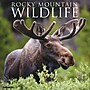 2026 Willow Creek Rocky Mountain Wildlife 12" x 12" Monthly Wall Calendar (52594)~#|#~5431D4B9-3F6E-4720-8568B15EE186497C_sc7