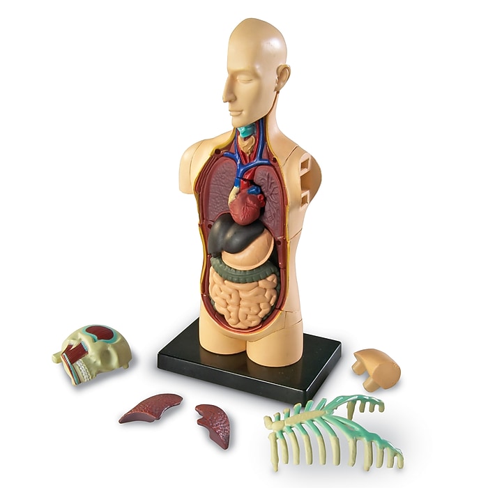 Learning Resources Human Body Anatomy Model (LER3336) | Staples