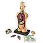 Learning Resources Human Body Anatomy Model (LER3336)~#|#~5475F1CF-0103-4346-AEAAA55D6CAC263F_sc7