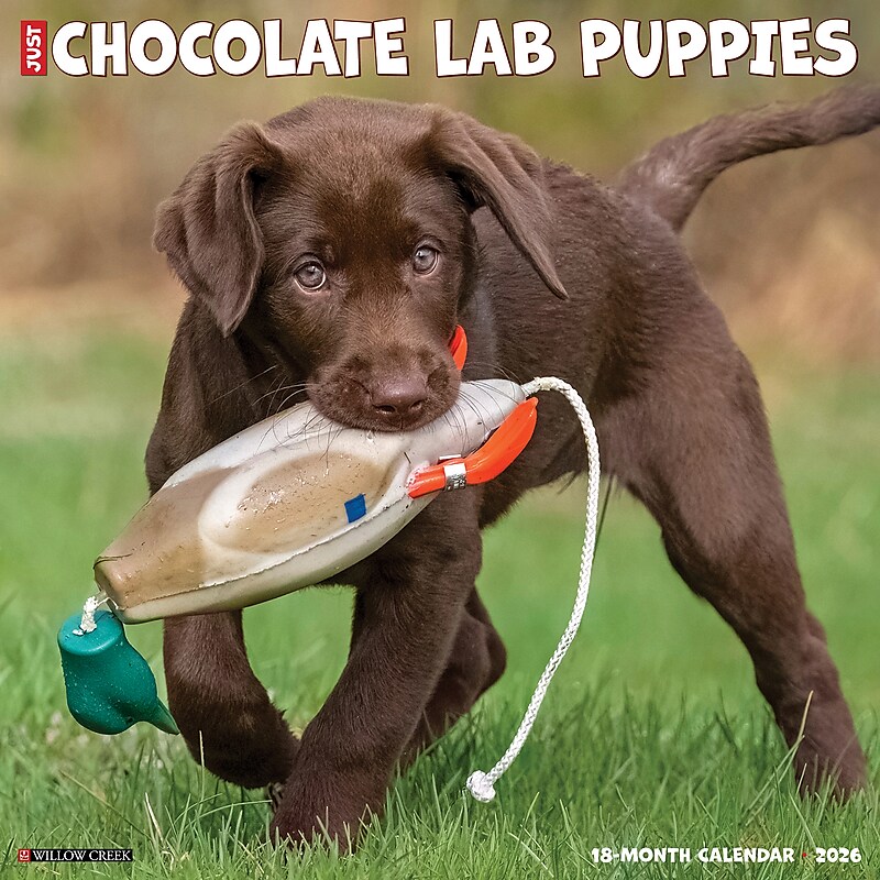 2026 Willow Creek Chocolate Lab Puppies 12" x 12" Monthly Wall Calendar (55359) image 1