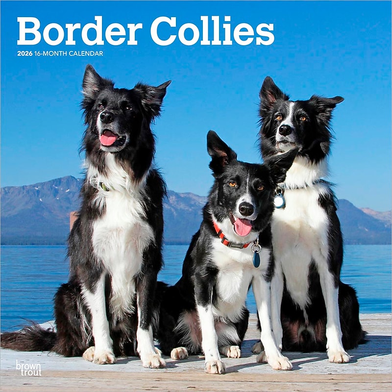 2026 BrownTrout Border Collies 12" x 12" Monthly Wall Calendar (9798330702565) image 1