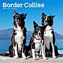 2026 BrownTrout Border Collies 12" x 12" Monthly Wall Calendar (9798330702565)~#|#~54A2D9FE-154E-43DE-B0B950C0673B60AD_sc7