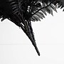Nearly Natural Artificial Halloween Black Boston Fern - Set of 2, 40", 2/Set (P2197-S2)~#|#~54C0E45A-3DC2-492A-A3D389828DA02832_sc7
