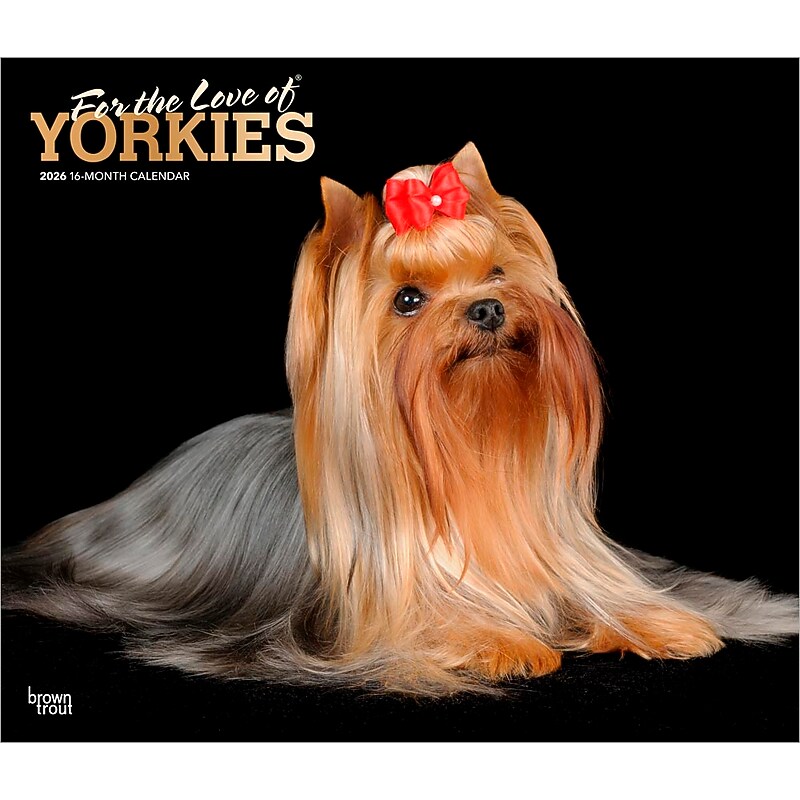 2026 BrownTrout For the Love of Yorkshire Terriers 14" x 12" Monthly Wall Calendar (9798330707188) image 1