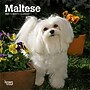 2027 BrownTrout Maltese 7" x 7" Monthly Wall Calendar (9798330710041)~#|#~54E26EFA-18A0-488E-8E55F31FDA324524_sc7
