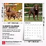 2027 BrownTrout Chocolate Labrador Retrievers 12" x 12" Monthly Wall Calendar (9798330712564)~#|#~555599D7-5556-40E3-A18BFCE19D493BF7_sc7