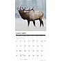 2026 Willow Creek Bull Elk 12" x 12" Monthly Wall Calendar (50408)~#|#~55A03ADD-DCB1-4EED-B32C5FA127D8530D_sc7