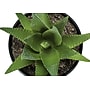 Monarch Specialties Inc. 6" Artificial Succulent Plants, 3/Set (I 9556)~#|#~55EC3DBD-3FC0-4BF2-8CCF11567BC38FDD_sc7