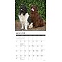 2026 Willow Creek Newfoundlands 12" x 12" Monthly Wall Calendar (52174)~#|#~5686846D-C182-44DF-92D308BE575B3DA0_sc7