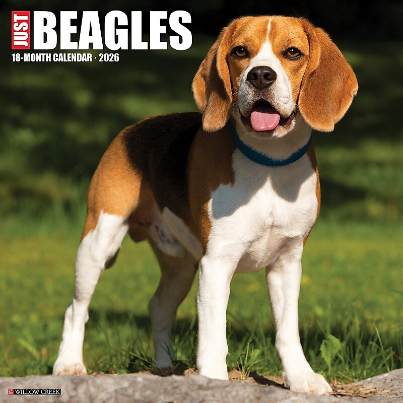 2026 Willow Creek Beagles 12" x 12" Monthly Wall Calendar (50156) image 1