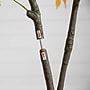 Nearly Natural 5' Autumn Maple Artificial Fall Tree in Pot, Yellow (T4839)~#|#~56F830AC-AF6D-4857-8FA7499F42F47925_sc7