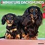 2027 Willow Creek Miniature Dachshunds 12" x 12" Monthly Wall Calendar, Assorted Colors (61206)~#|#~56FF886C-AB38-4228-8E74FAEF3AB2868A_sc7