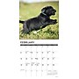 2026 Willow Creek Black Lab Puppies 12" x 12" Monthly Wall Calendar (50309)~#|#~57CBDACD-F60F-4EA2-88092F1D687FE4AB_sc7