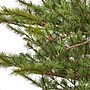Nearly Natural 7-ft Vancouver Mountain Pine Artificial Christmas Tree with 374 Bendable Branches (T2012)~#|#~57D40376-AFF6-4C09-B3DEA23344D6A783_sc7